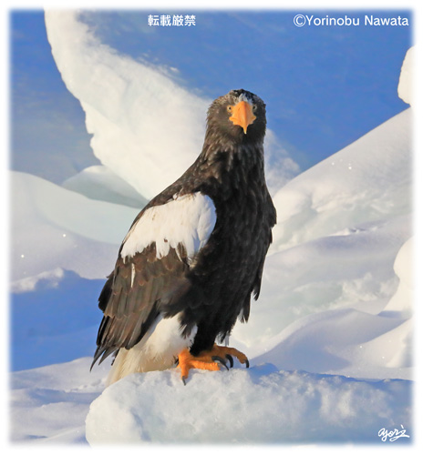 オオワシ流氷休息／写真転載厳禁・プロ写真家なわたよりのぶ