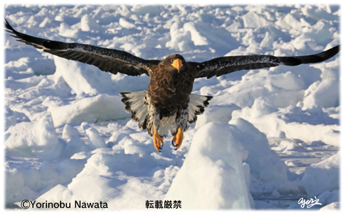 オジロワシ流氷飛翔／写真転載厳禁・プロ写真家なわたよりのぶ