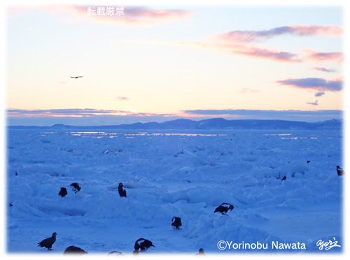 夜明け目前のオオワシの群／写真転載厳禁・プロ写真家なわたよりのぶ