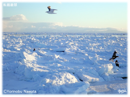 流氷帯を飛翔する海鳥たち／写真転載厳禁・プロ写真家なわたよりのぶ