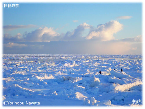 流氷帯と雪雲／写真転載厳禁・プロ写真家なわたよりのぶ
