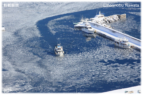 羅臼港の流氷ネイチャー観光船／写真転載厳禁・プロ写真家なわたよりのぶ