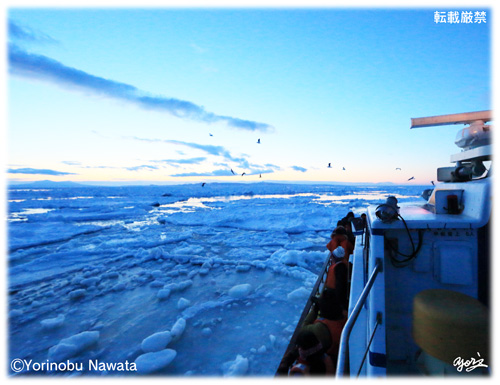 夜明け前の流氷観光船／写真転載厳禁・プロ写真家なわたよりのぶ