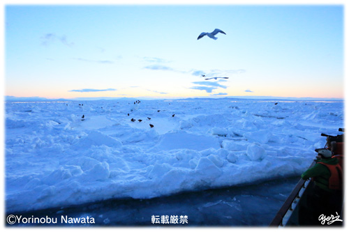 夜明け前の流氷と海鳥／写真転載厳禁・プロ写真家なわたよりのぶ