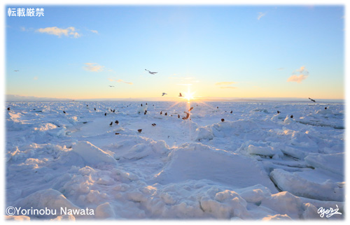 御来光と流氷・海鳥の群／写真転載厳禁・プロ写真家なわたよりのぶ