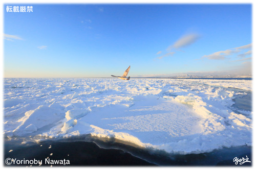 流氷帯を飛翔／写真転載厳禁・プロ写真家なわたよりのぶ