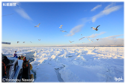 流氷船に集まる海鳥の群／写真転載厳禁・プロ写真家なわたよりのぶ