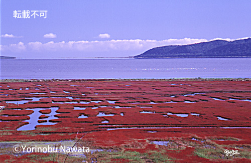 サンゴ草群落写真／転載不可・プロ写真家縄田よりのぶ
