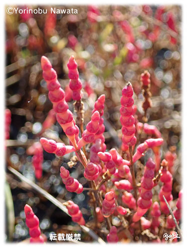 サンゴ草接写／転載厳禁・プロ写真家なわたよりのぶ