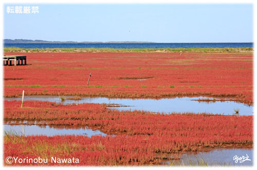 能取湖サンゴ草群生地／転載厳禁・プロ写真家なわたよりのぶ