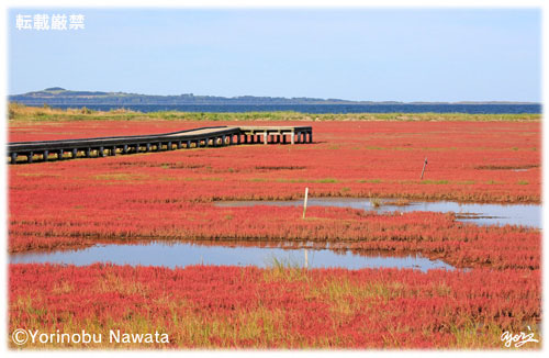 能取湖のサンゴ草群生地木道／転載厳禁・プロ写真家なわたよりのぶ