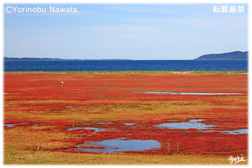 能取湖サンゴ草群生／転載厳禁・プロ写真家なわたよりのぶ