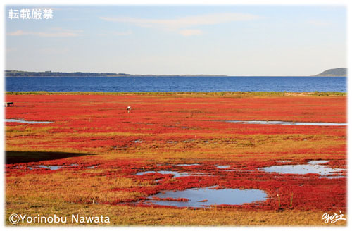 能取湖のサンゴ草群生地／転載厳禁・プロ写真家なわたよりのぶ