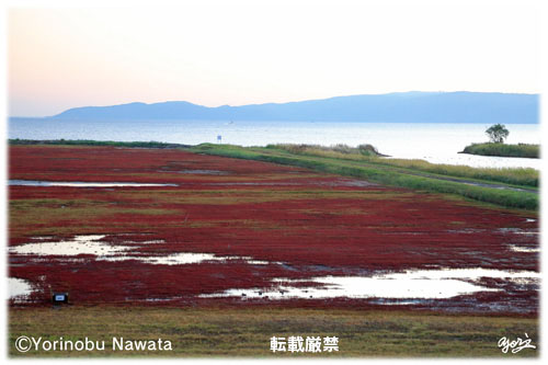 日の出前の卯原内サンゴ草群落地／転載厳禁・プロ写真家なわたよりのぶ