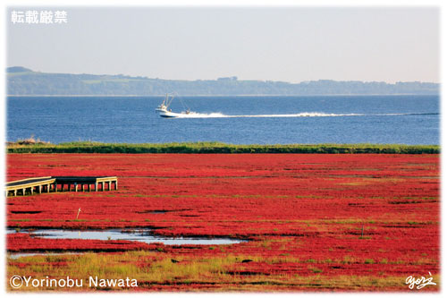 能取湖漁船とサンゴ草群落／転載厳禁・プロ写真家なわたよりのぶ