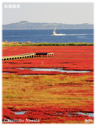 サンゴ草群落と能取湖漁船／転載厳禁・プロ写真家なわたよりのぶ