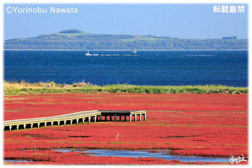 サンゴ草群落と能取湖／転載厳禁・プロ写真家なわたよりのぶ