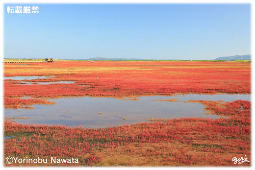 サンゴ草群落地／転載厳禁・プロ写真家なわたよりのぶ