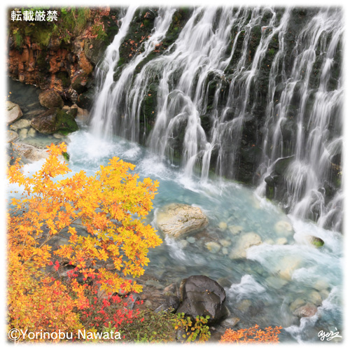 『白ひげの滝・紅葉』写真転載厳禁・プロ写真家なわたよりのぶ