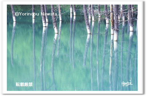 写真『白金の青い池・水鏡』転載厳禁・プロ写真家なわたよりのぶ