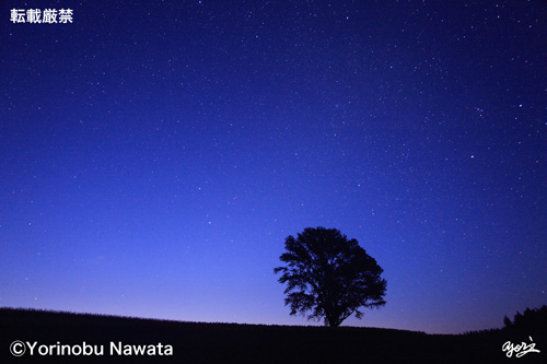 写真哲学の樹と星座・天文薄明かり／写真転載厳禁・プロ写真家なわたよりのぶ