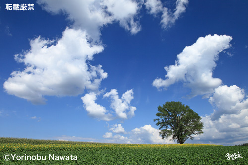哲学の樹・夏の雲／写真転載厳禁・プロ写真家なわたよりのぶ
