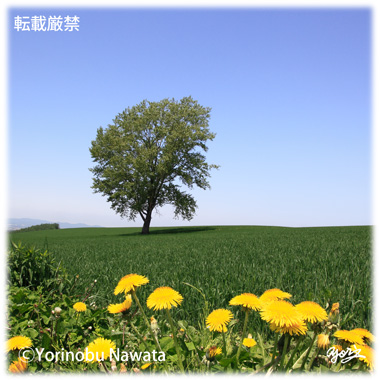 タンポポと哲学の木／写真転載厳禁・プロ写真家なわたよりのぶ