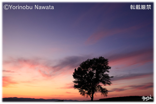 夕映えの哲学の樹／写真転載厳禁・プロ写真家なわたよりのぶ