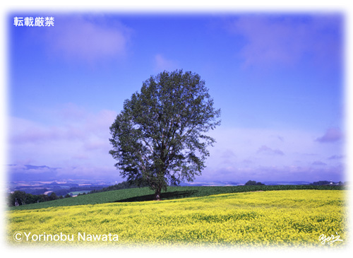 哲学の木とキガラシの花／写真転載厳禁・プロ写真家なわたよりのぶ