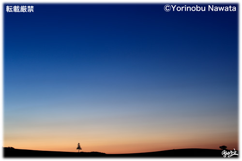 夕日の木／写真転載厳禁・プロ写真家なわたよりのぶ