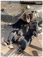 おやつをGeTするクマミニ写真