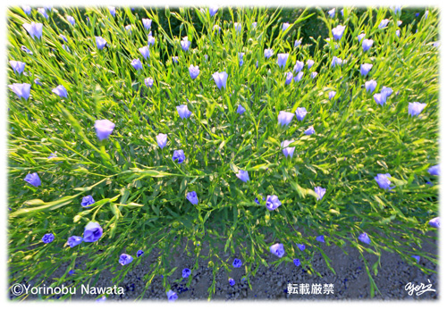 亜麻の花畑 天色 亜麻の繊維 亜麻色 亜麻仁油 北海道当別町 縄田頼信写真家事務所公式サイト