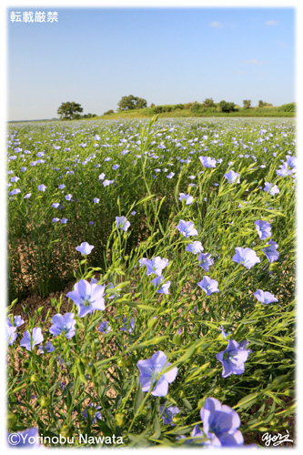 亜麻の花畑 天色 亜麻の繊維 亜麻色 亜麻仁油 北海道当別町 縄田頼信写真家事務所公式サイト
