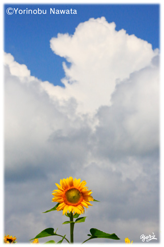 積乱雲と向日葵の花イメージ／転載厳禁・プロ写真家なわたよりのぶ