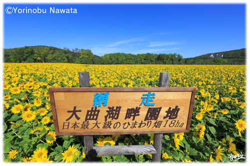網走大曲湖畔園地のひまわり畑／転載厳禁・プロ写真家なわたよりのぶ