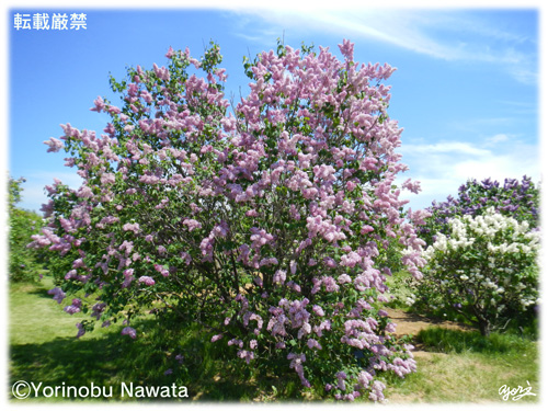 ライラック枝垂れ模様／写真転載厳禁・プロ写真家なわたよりのぶ