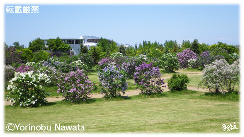 川下公園ライラックの森／写真転載厳禁・プロ写真家なわたよりのぶ