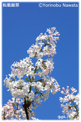 青空に咲くライラックの花／写真転載厳禁・プロ写真家なわたよりのぶ