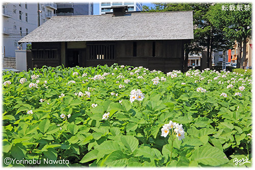 『琴似屯田兵村菜園ジャガイモの花』写真転載厳禁・プロ写真家なわたよりのぶ