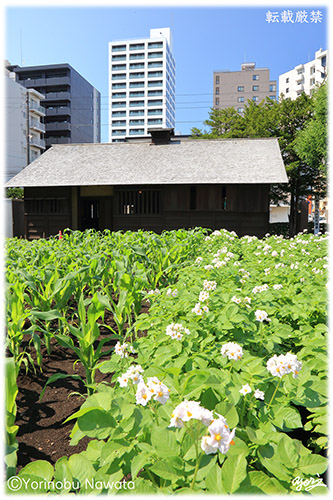 『琴似屯田兵村兵屋跡・ジャガイモの花』写真転載厳禁・プロ写真家なわたよりのぶ