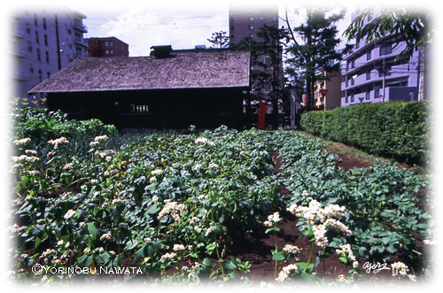 史跡琴似屯田兵村兵屋菜園写真・転載厳禁・プロ写真家なわたよりのぶ