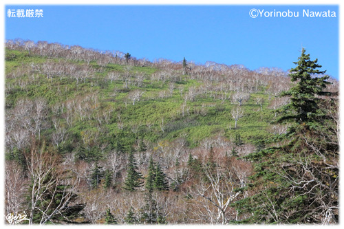 『朝里岳のダケカンバ林』写真転載厳禁・プロ写真家なわたよりのぶ