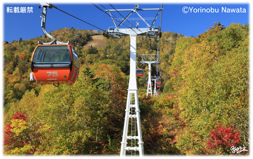 『紅葉ゴンドラ始発Ⅱ』写真転載厳禁・プロ写真家なわたよりのぶ