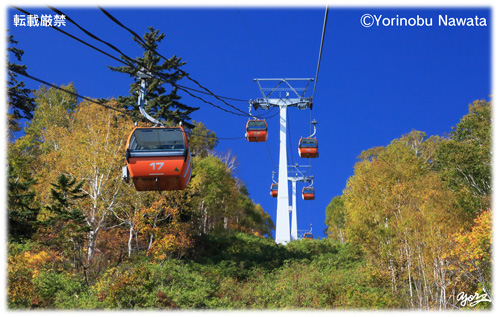 『紅葉ゴンドラ始発Ⅴ』写真転載厳禁・プロ写真家なわたよりのぶ