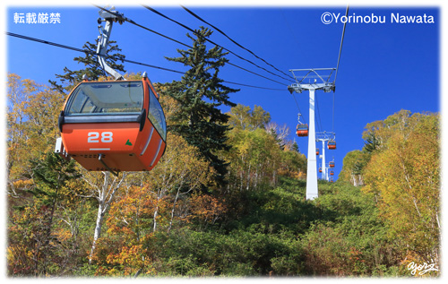 『紅葉ゴンドラ始発Ⅵ』写真転載厳禁・プロ写真家なわたよりのぶ