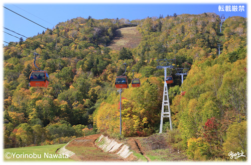 『紅葉ゴンドラ・イメージⅤ』写真転載厳禁・プロ写真家なわたよりのぶ