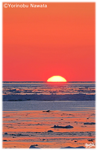 野付水道の流氷日出／写真転載厳禁・プロ写真家なわたよりのぶ