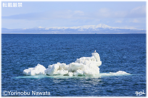 野付水道の流氷と国後島／写真転載厳禁・プロ写真家なわたよりのぶ