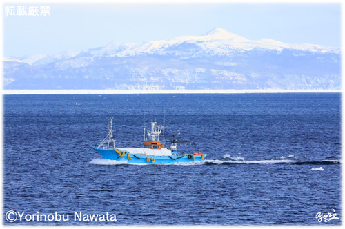 羅臼港への漁船と国後島／写真転載厳禁・プロ写真家なわたよりのぶ