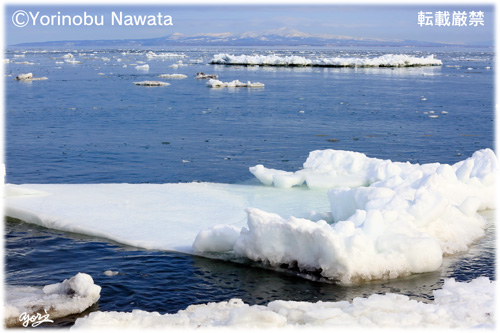 根室海峡の流氷と国後島／写真転載厳禁・プロ写真家なわたよりのぶ